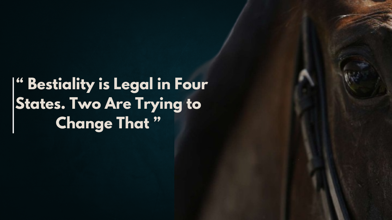 horse pornography laws - image